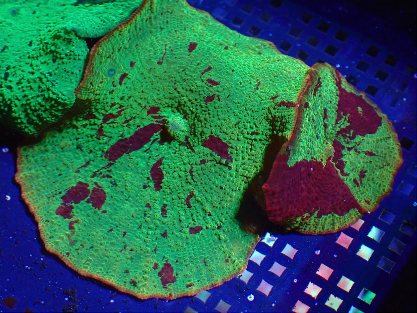 Jawbreaker Discosoma