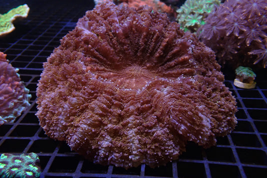 Gold Glitter Acanthophyllia