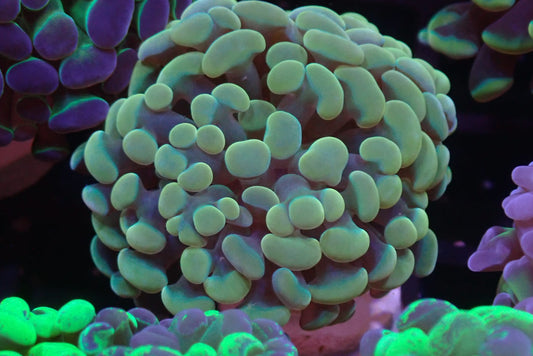 Gold Branching Hammer