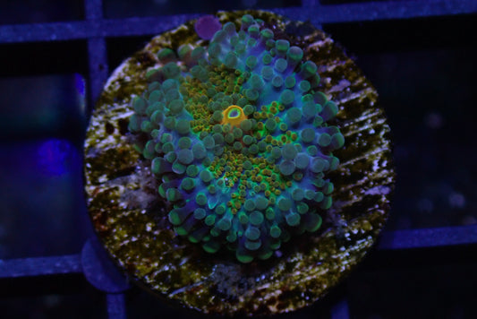 Blue-Green-Gold Yuma Ricordea