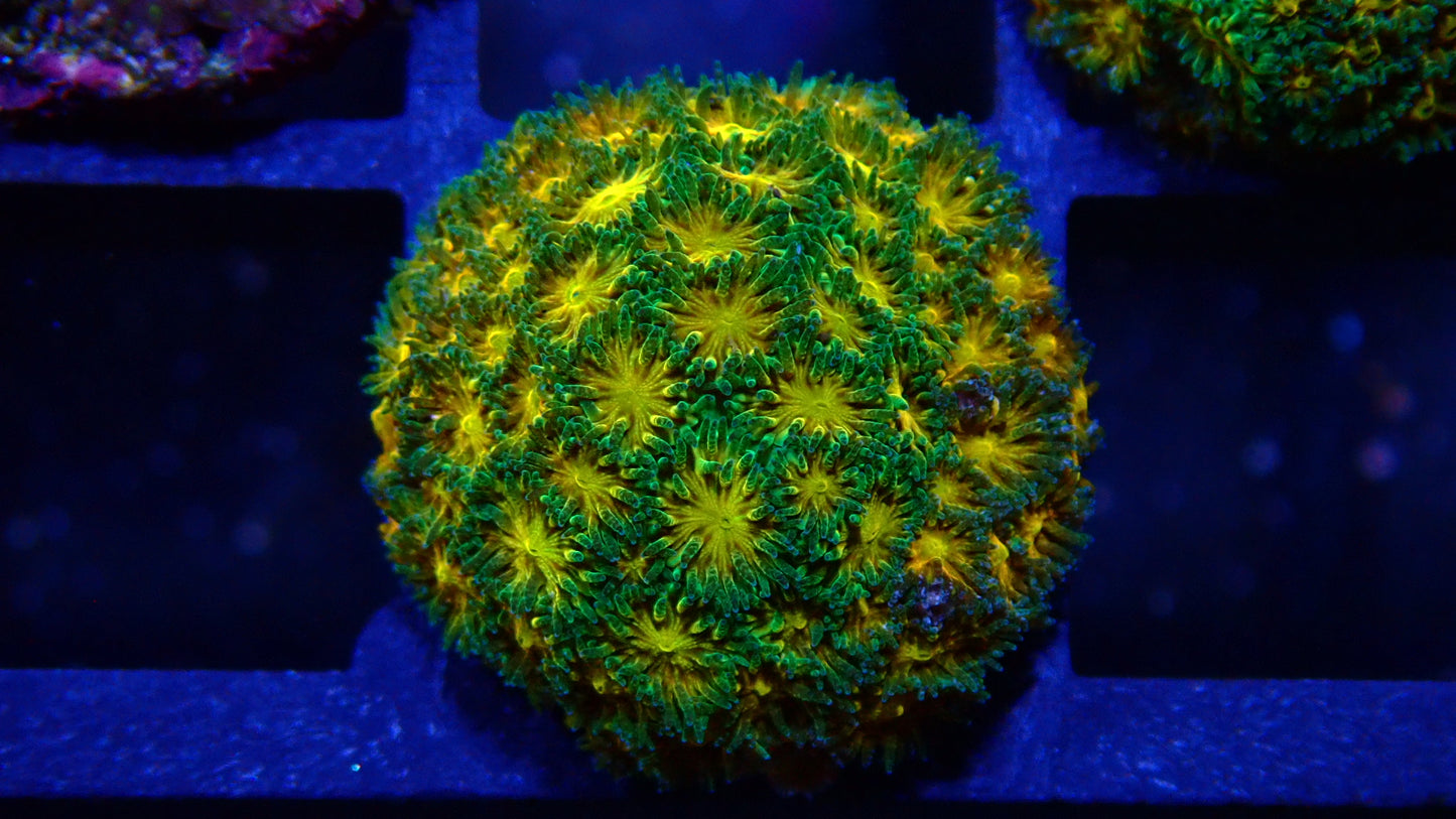 John Deere Leptastrea