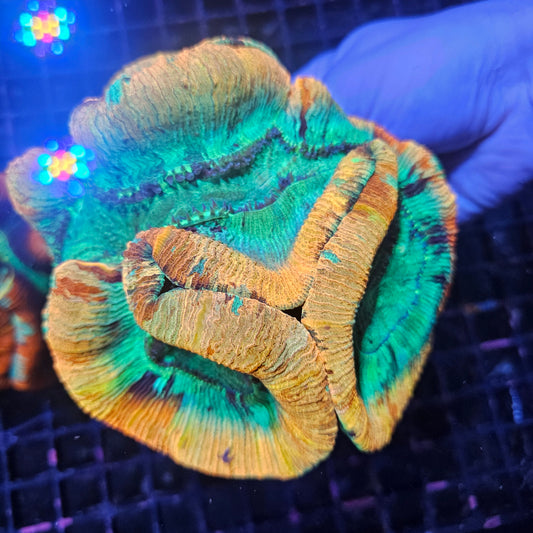 Xxl showpiece Trachy Orange