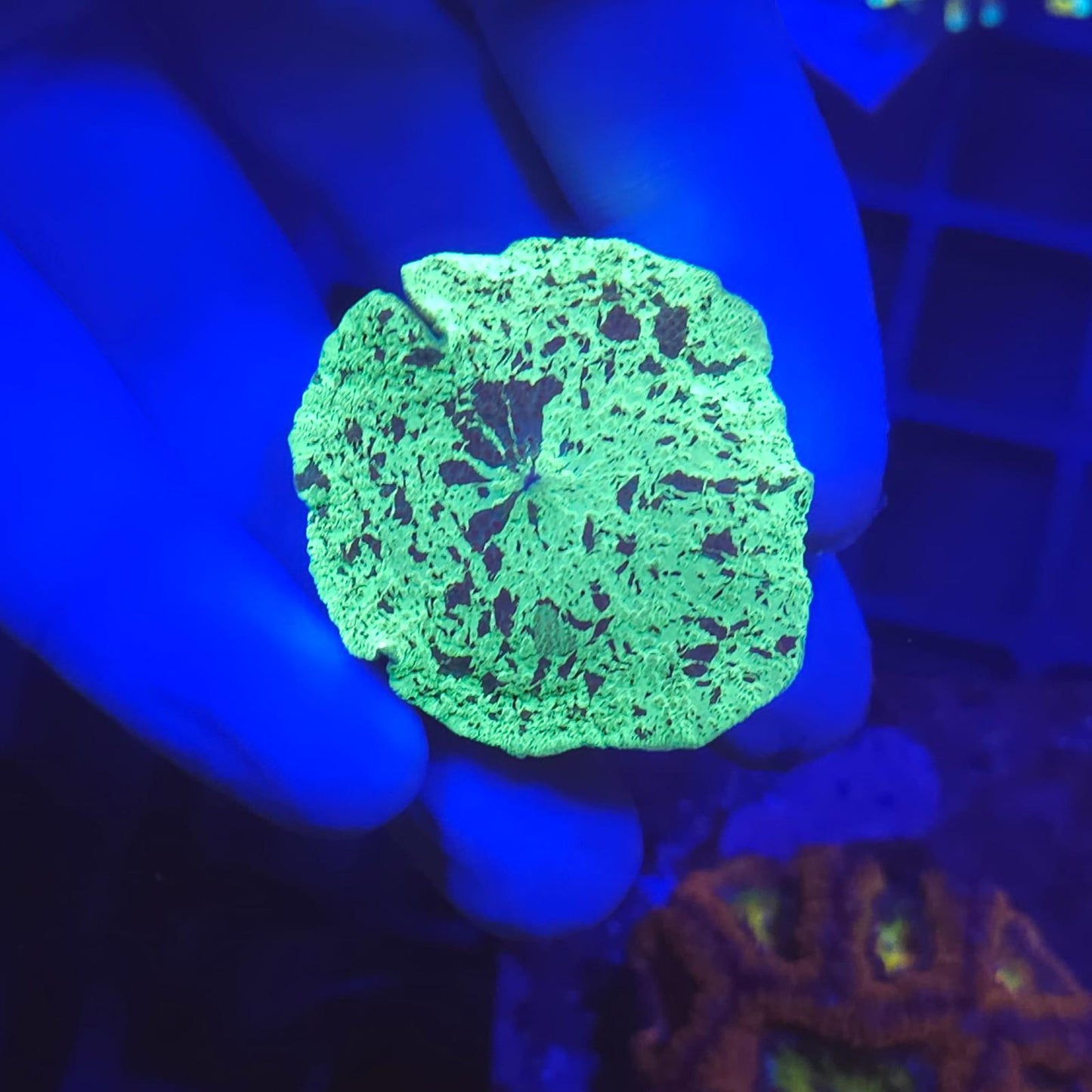 Kryptonite Mushroom (Discosoma sp.)