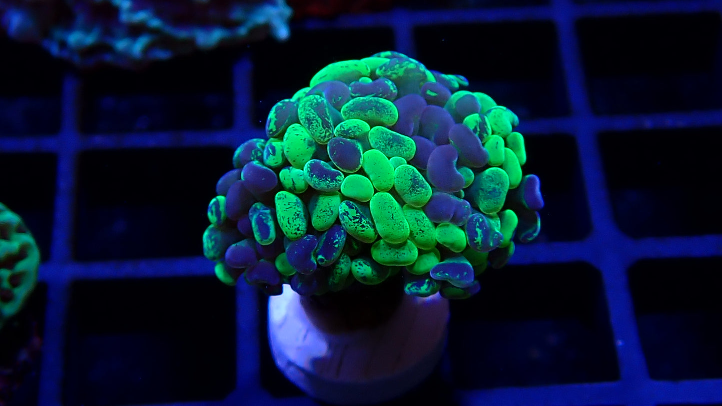 Toxic Splatter Hammer Coral (Euphyllia paraancora)