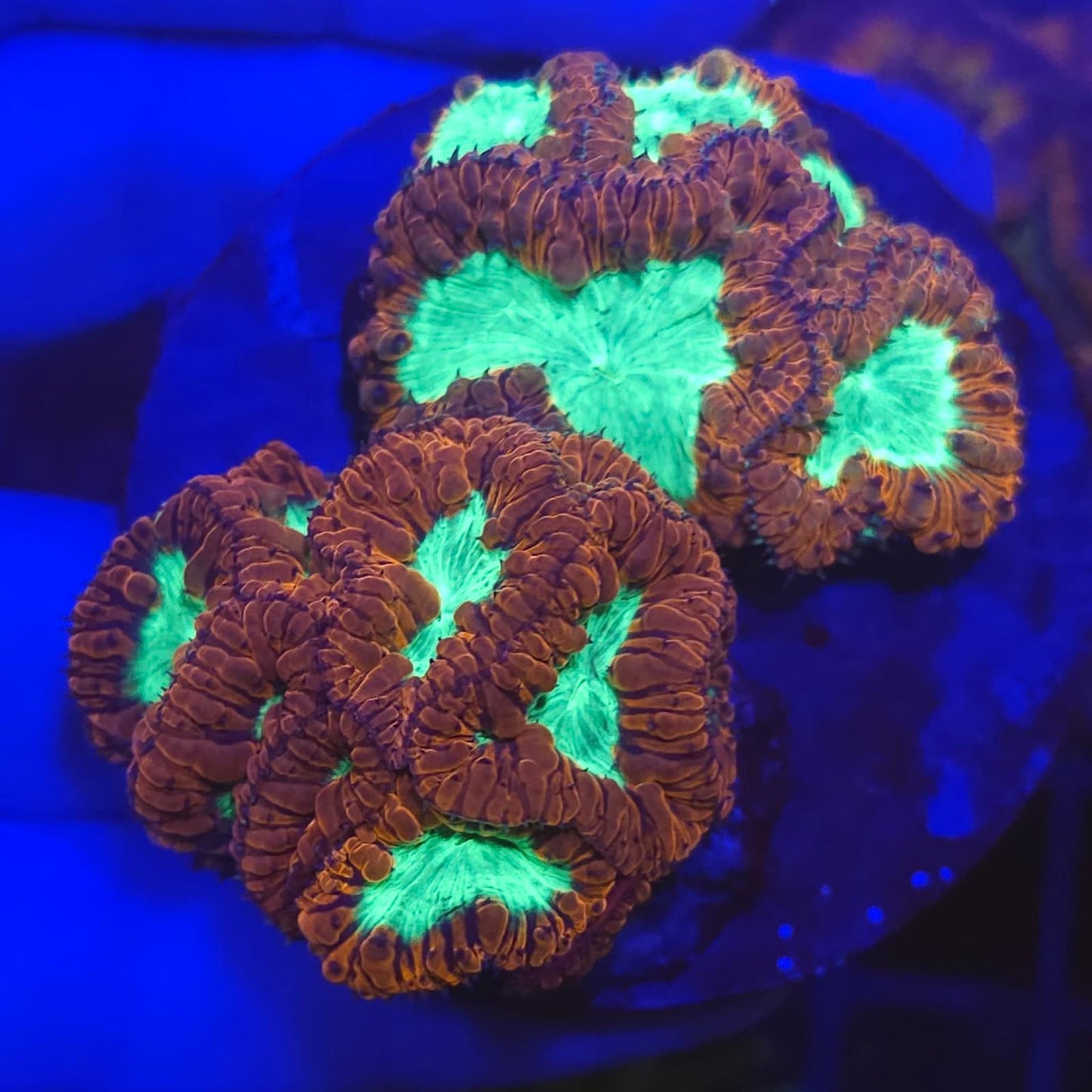 Ultra Red & Green Blasto Colony (Blastomussa wellsi) – 20+ Heads