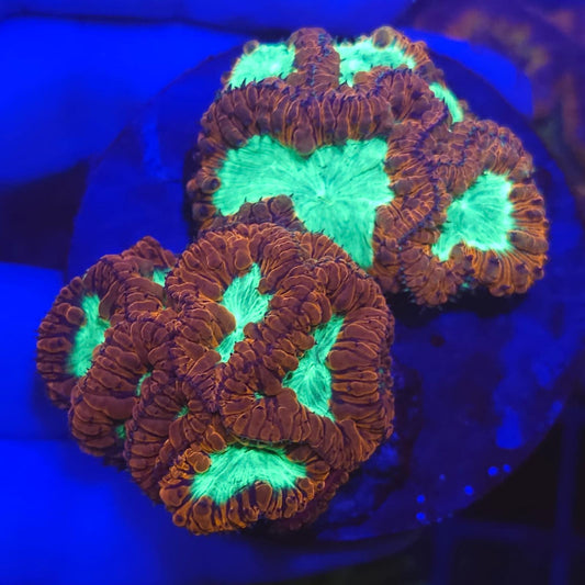 Ultra Red & Green Blasto Colony (Blastomussa wellsi) – 20+ Heads