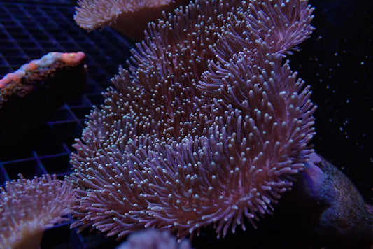 Large Long Polyp Toadstool