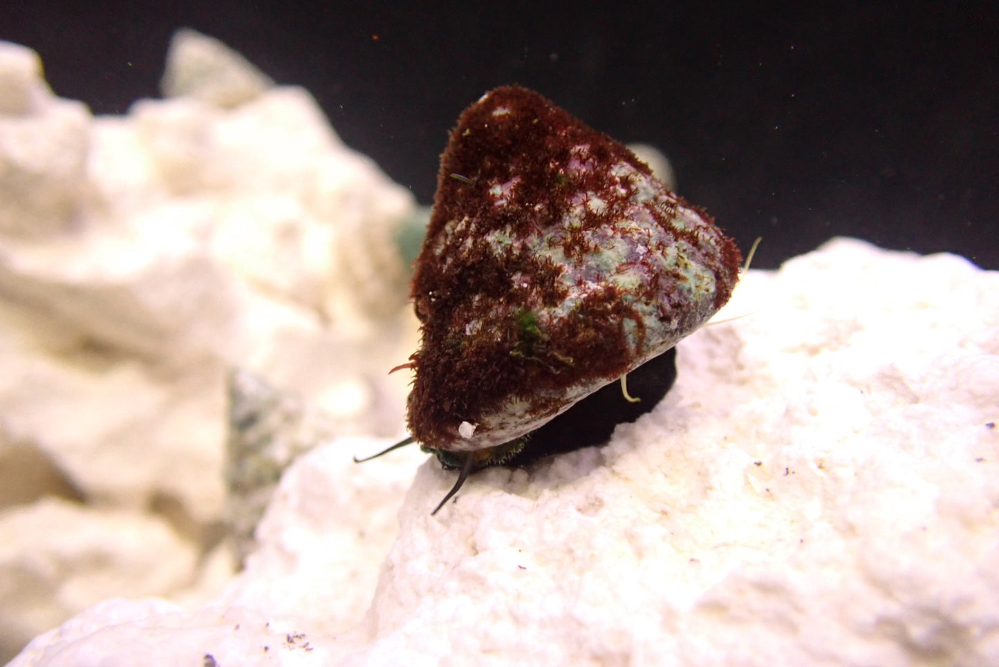 Black Foot Trochus Snail (Trochus sp.)