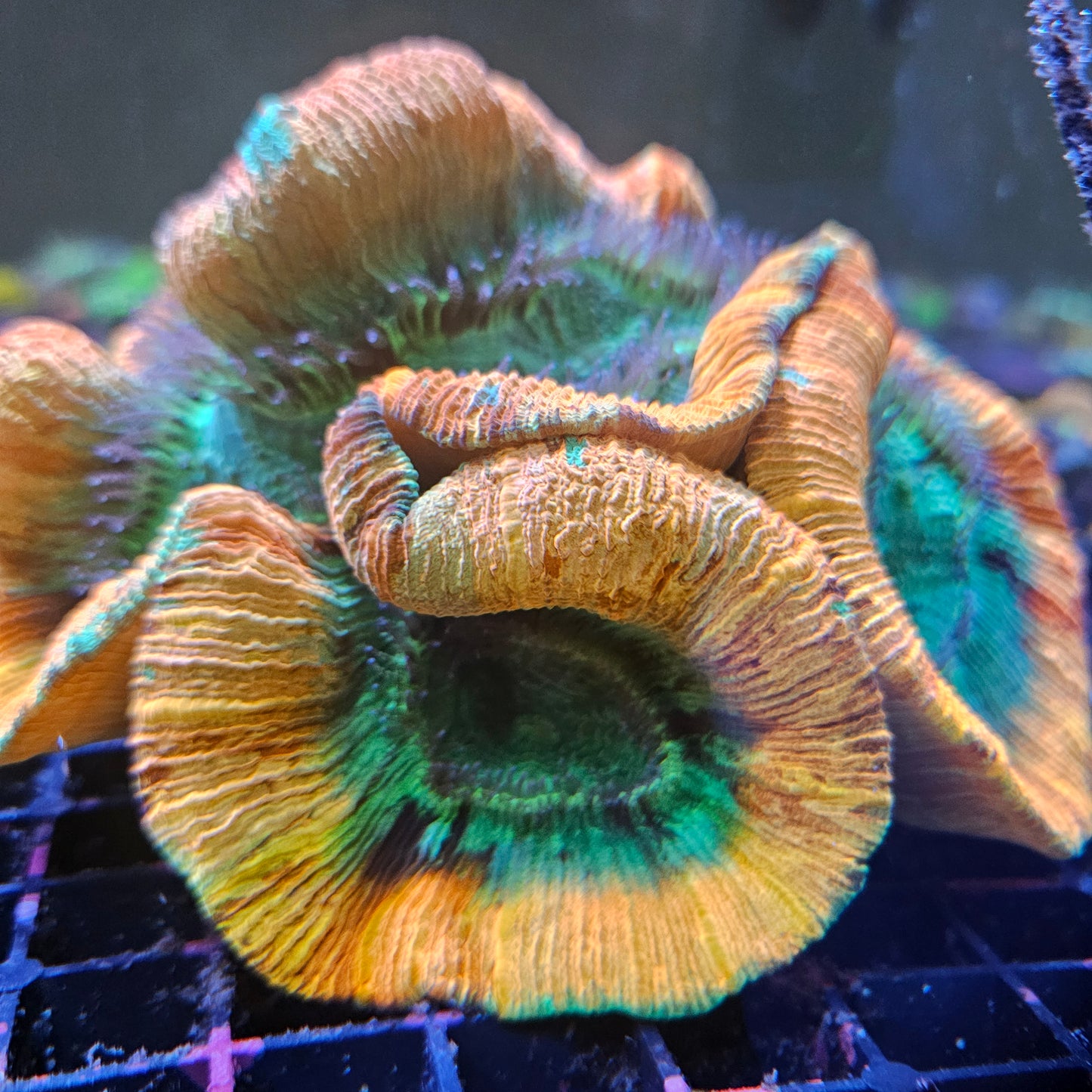 Xxl showpiece Trachy Orange