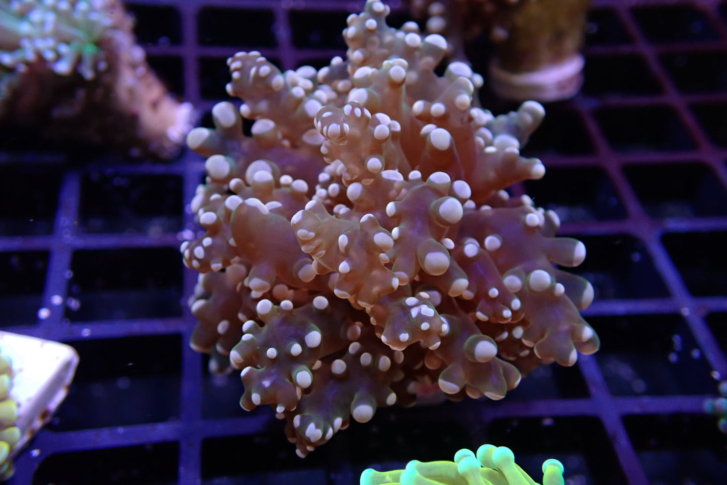 Peach-Tipped Frogspawn (Euphyllia divisa)
