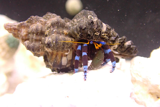XLarge Blue Leg Hermit Crab -Clibanarius tricolor