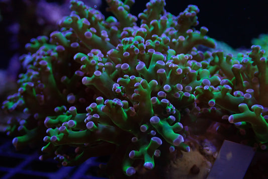 Branching Frogspawn Coral – Green with Purple Tips