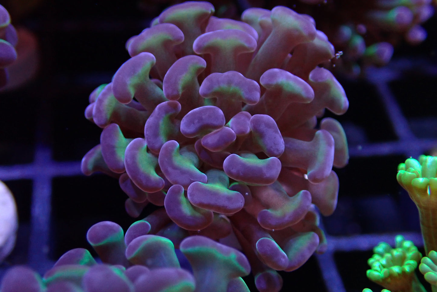 Branching Hammer Coral – Green Base with Purple Heads